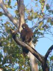 Brown Falcon.JPG (57 KB)
